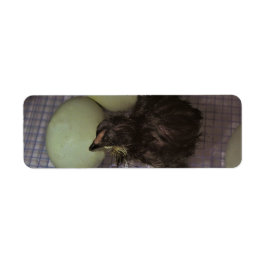 Etiqueta Minutos viejos