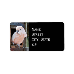 Etiqueta Moluccan Cockatoo