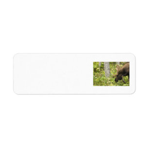 Etiqueta Moose de significación