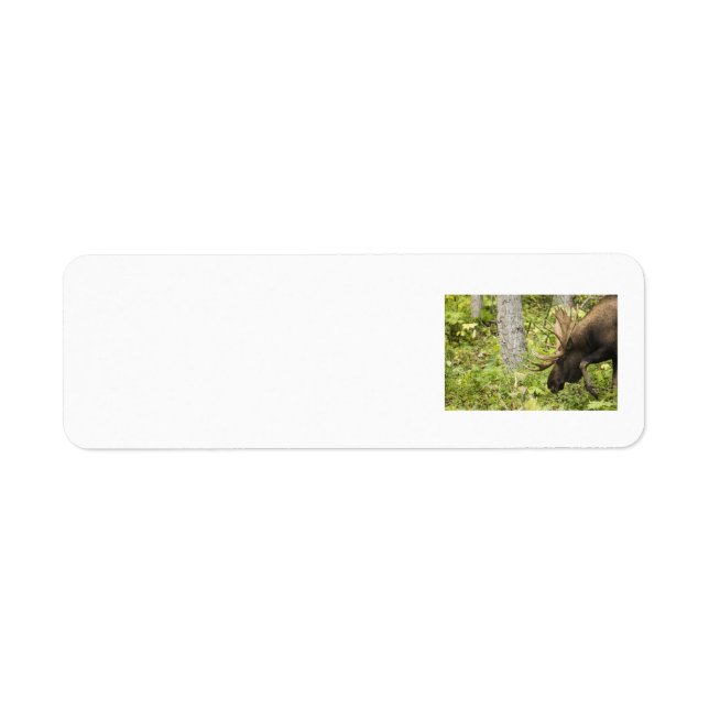 Etiqueta Moose de significación (Frente)