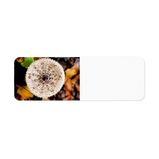 Etiqueta Mushroom (Frente)