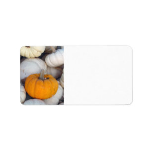 Etiqueta Naranja entre las calabazas blancas