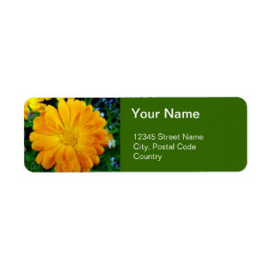 Etiqueta naranja gerbera daisy