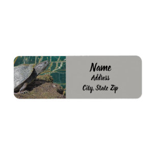 Etiqueta Naturaleza Foto de la tortuga Reptile Dirección An