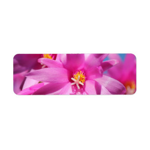 Etiqueta Navidades rosados Cactus Schlumbergera Flor