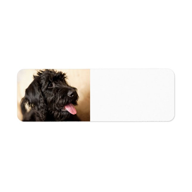Etiqueta negro labradoodle (Frente)