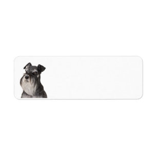 Etiqueta Negro y plata de Miniature_Schnauzer