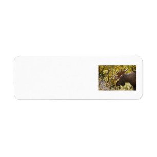 Etiqueta Noble Bull Moose