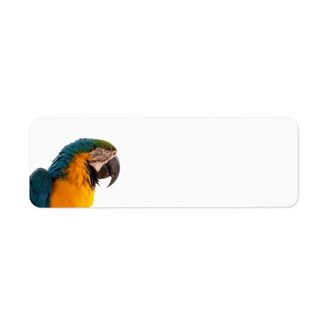 Etiqueta Notas adhesivas de loro (Frente)