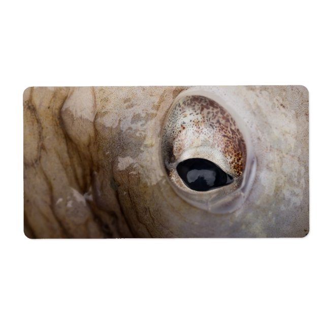 Etiqueta Octopus Eye (Frente)