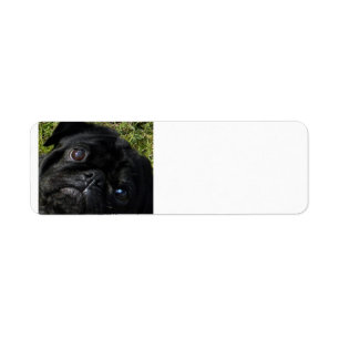 Etiqueta ojos de cerdo negro