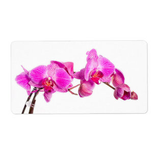 Etiqueta Orchid