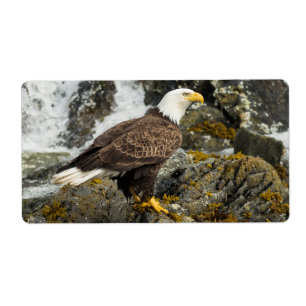 Etiqueta Orgulloso Bald Eagle