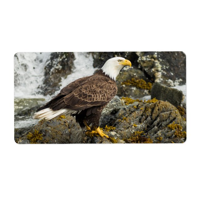 Etiqueta Orgulloso Bald Eagle (Frente)