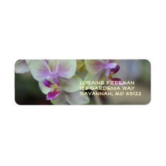 Etiqueta Orquídea de crema e PInk