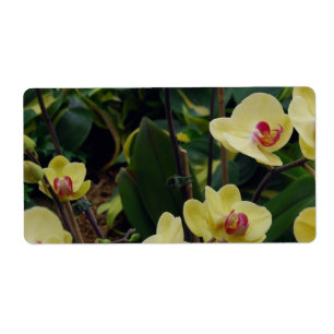 Etiqueta Orquídeas amarillas y rojas bonitas del