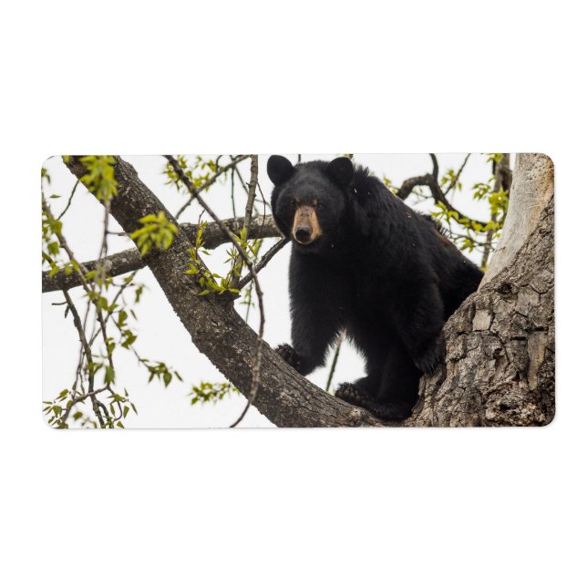 Etiqueta Oso negro trepador (Frente)