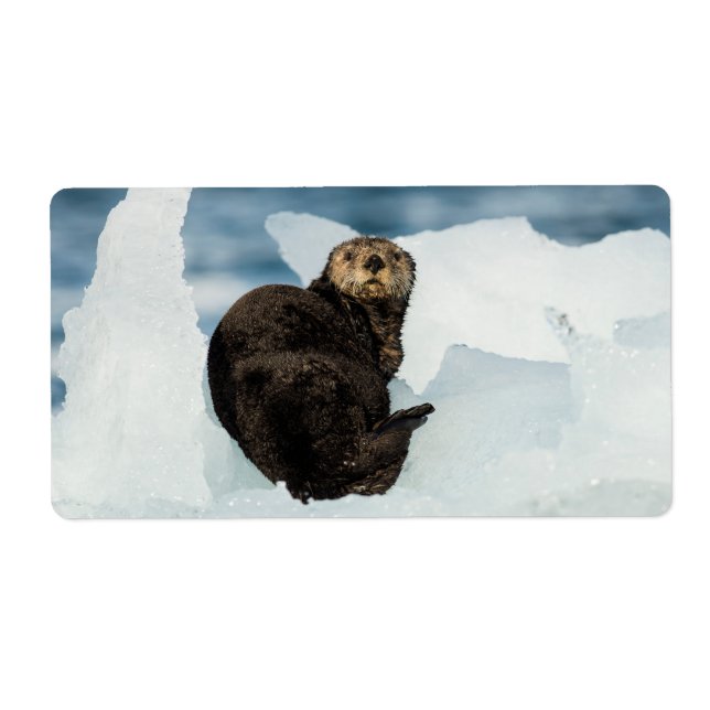 Etiqueta Otter marino de reposo (Frente)