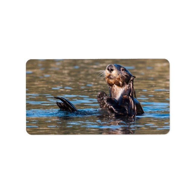 Etiqueta Otter marino Sunny (Frente)