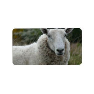 Etiqueta Ovejas blancas
