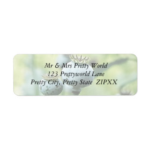 Etiqueta Papaver Somniferum Seed Heads