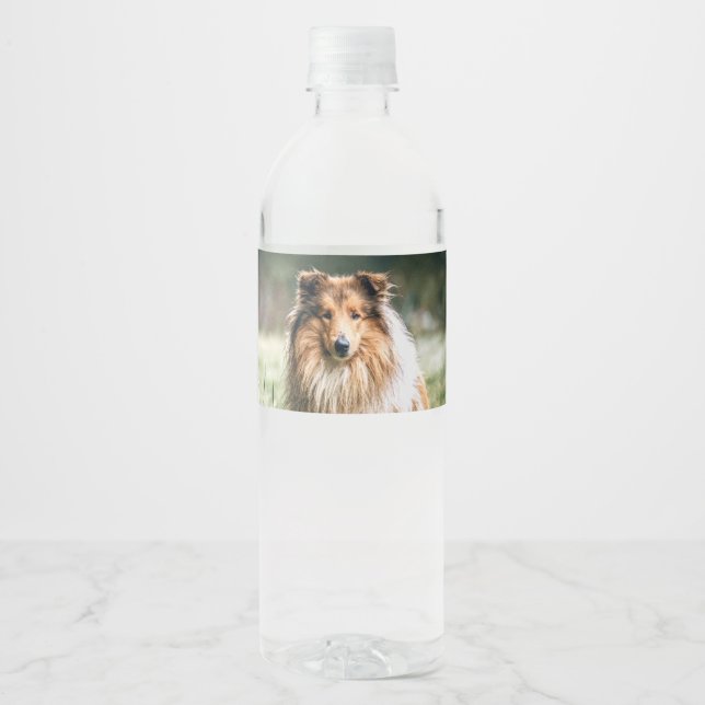 Etiqueta Para Botella De Agua Collie en la pradera tosca (Anverso)