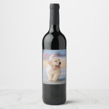 Crea tu propia mascota personalizada