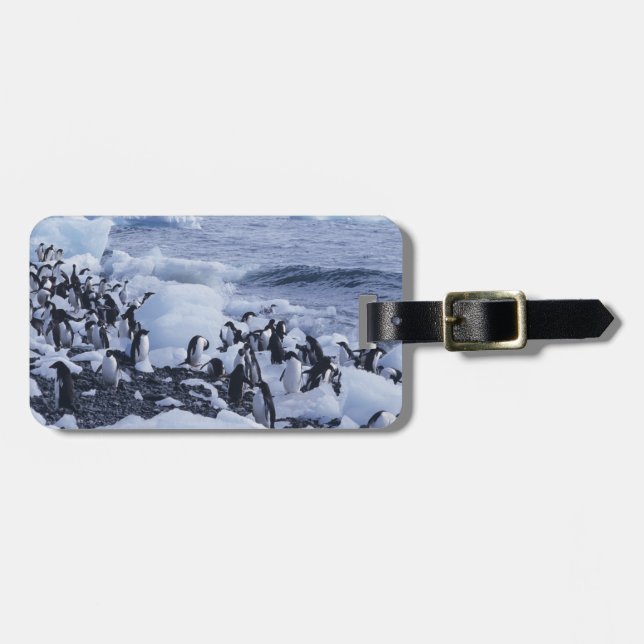 Etiqueta Para Maletas Adelie Penguins Pygoscelis adeliae (Frente Horizontal)
