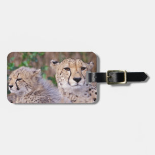 Etiqueta Para Maletas África, Sudáfrica, Reserva Tswalu. Cheetahs