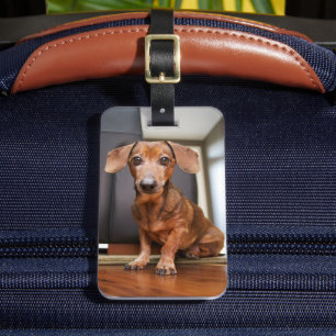 Etiqueta Para Maletas Animales de bebé más afectados   Mini Dachshund Pu