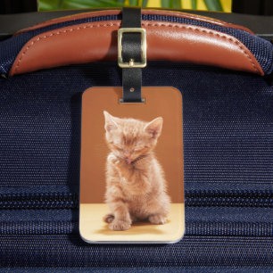 Etiqueta Para Maletas Animales de bebé más afectados   Naranja Tabby Kit