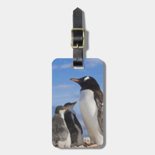 Etiqueta Para Maletas Antártida, Neko Cove (Puerto). Pingüino de Gentoo