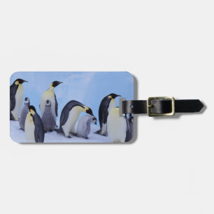 Etiqueta Para Maletas Antártida, Pingüinos Emperadores