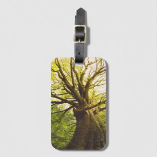 Etiqueta Para Maletas Árbol de haya hermoso