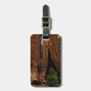 Etiqueta Para Maletas Árboles de secoya, Parque Nacional Sequoia.