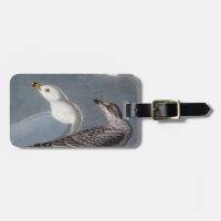 Audubon: Gaviota Anillo-Cargada en cuenta