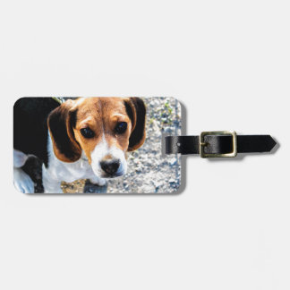 Etiqueta Para Maletas Beagle lindo