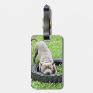 Etiqueta Para Maletas Blue Young Staffordshire Bull Terrier,