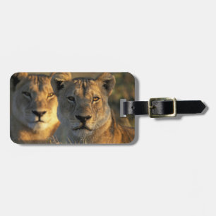 Etiqueta Para Maletas Botswana, parque nacional de Chobe, leonas