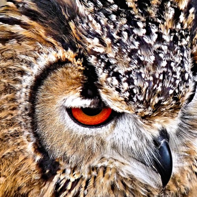 ETIQUETA PARA MALETAS BÚHO (A photographic design of a beautiful eagle-owl.)