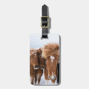 Etiqueta Para Maletas Caballos islandeses acarician, Islandia