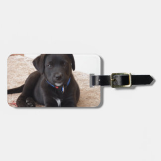 Etiqueta Para Maletas Cachorro de Labrador Negro