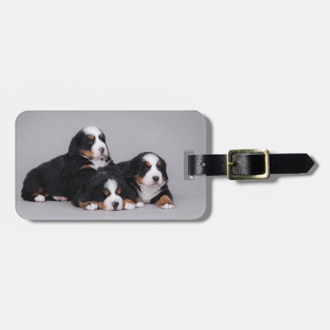 Etiqueta Para Maletas Cachorros de Berna (Frente Horizontal)