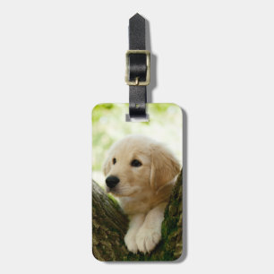 Etiqueta Para Maletas Cachorros De Labrador Sentados En Un Entorno De Bo