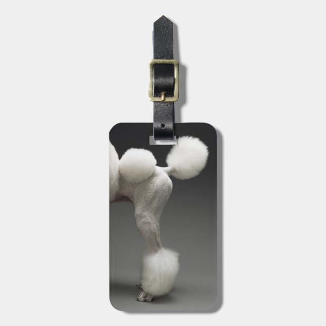 Etiqueta Para Maletas Caderas del caniche, en fondo gris (Frente Vertical)
