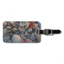 Cáscaras del mar en la arena