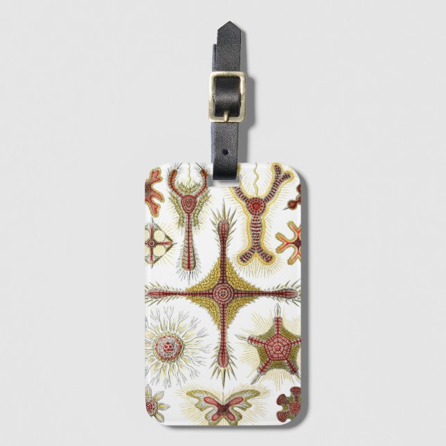 Etiqueta Para Maletas Chamomile salvaje de Ernst Haeckel, naturaleza vin (Anverso vertical)