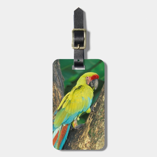 Etiqueta Para Maletas Costa Rica, Ara Ambigua, Gran Macao Verde. (Frente Vertical)