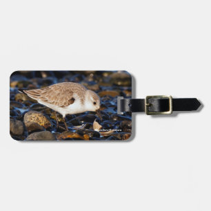 Etiqueta Para Maletas Cute sanderling sandpiper se baña en lluvia en inv