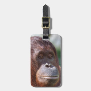 Etiqueta Para Maletas Dama de Orangutan